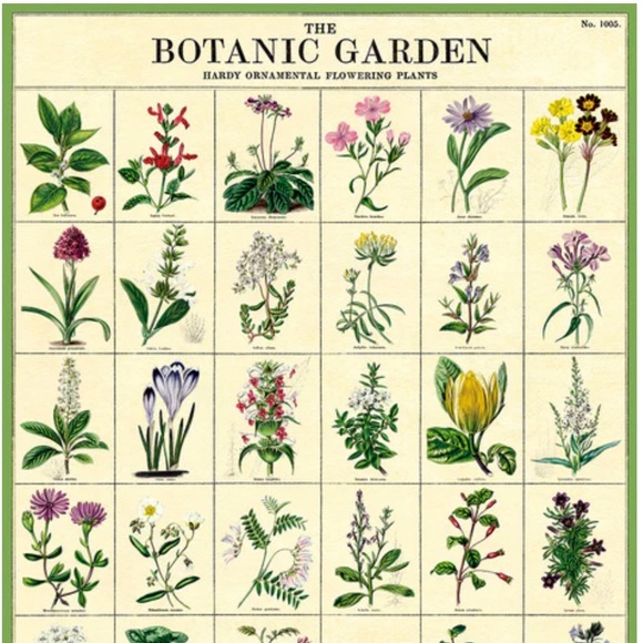 Cavallini & Co. Botanic Garden Vintage Image Chart, 20 x 28 Inch - NWT - Picture 2 of 6